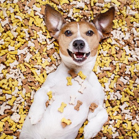 simsearch:400-06927182,k - hungry jack russell dog inside a big mound or cluster of food , isolated on mountain of cookie bone  treats as background Stockbilder - Microstock & Abonnement, Bildnummer: 400-08899895