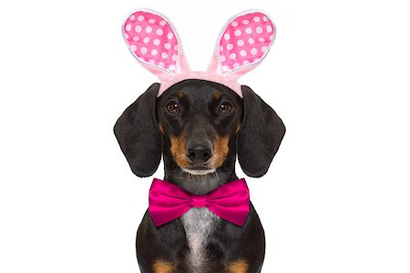 simsearch:400-08899981,k - dachshund sausage  dog  with bunny easter ears and a pink tie, isolated on white background Foto de stock - Super Valor sin royalties y Suscripción, Código: 400-08899897