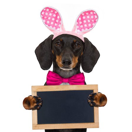 simsearch:400-08899981,k - dachshund sausage  dog  with bunny easter ears and a pink tie, holding a blank banner,placard or blackboard, isolated on white background Foto de stock - Super Valor sin royalties y Suscripción, Código: 400-08899898