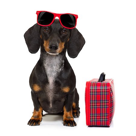 dachshund or sausage  dog on summer vacation holidays with sunglasses and bag or luggage , isolated on white background Stock Photo - Budget Royalty-Free & Subscription, Code: 400-08899900