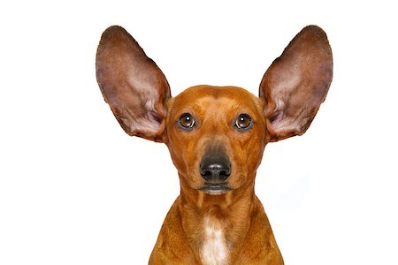 simsearch:400-06700777,k - dachshund or  sausage dog listening with both  ears very carefully , isolated on white background Foto de stock - Super Valor sin royalties y Suscripción, Código: 400-08899901
