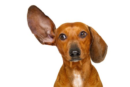 simsearch:400-06700777,k - dachshund or  sausage dog listening with one ear very carefully , isolated on white background Foto de stock - Super Valor sin royalties y Suscripción, Código: 400-08899903