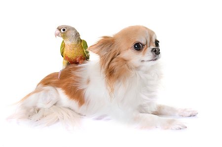 simsearch:400-06758392,k - chihuahua and conure in front of white background Photographie de stock - Aubaine LD & Abonnement, Code: 400-08899948