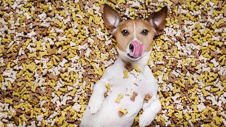 simsearch:400-06927182,k - hungry jack russell dog inside a big mound or cluster of food , isolated on mountain of cookie bone  treats as background, licking with tongue Stockbilder - Microstock & Abonnement, Bildnummer: 400-08899986