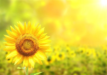 simsearch:400-04708860,k - Bright yellow sunflowers on blurred sunny background Stock Photo - Budget Royalty-Free & Subscription, Code: 400-08890037