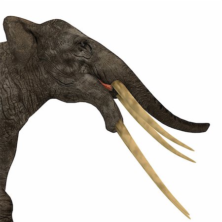 elephantidae - Stegotetrabelodon was an elephant that lived in the Miocene and Pliocene Periods of Africa and Eurasia. Stock Photo - Budget Royalty-Free & Subscription, Code: 400-08890062