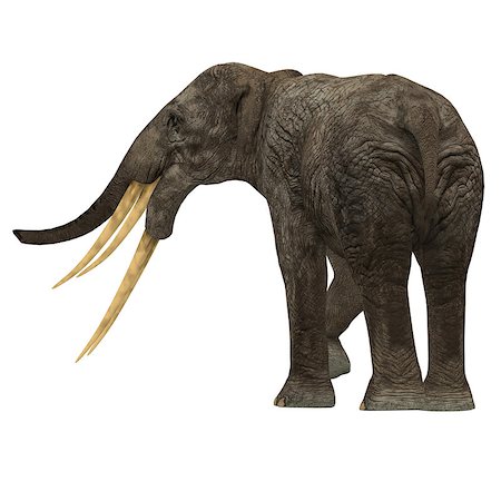 elephantidae - Stegotetrabelodon was an elephant that lived in the Miocene and Pliocene Periods of Africa and Eurasia. Stock Photo - Budget Royalty-Free & Subscription, Code: 400-08890063