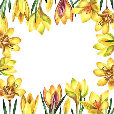 simsearch:622-02354988,k - Wildflower rose crocuses frame in a watercolor style isolated. Full name of the plant: crocuses,saffron. Aquarelle wild flower for background, texture, wrapper pattern, frame or border. Stock Photo - Budget Royalty-Free & Subscription, Code: 400-08890226