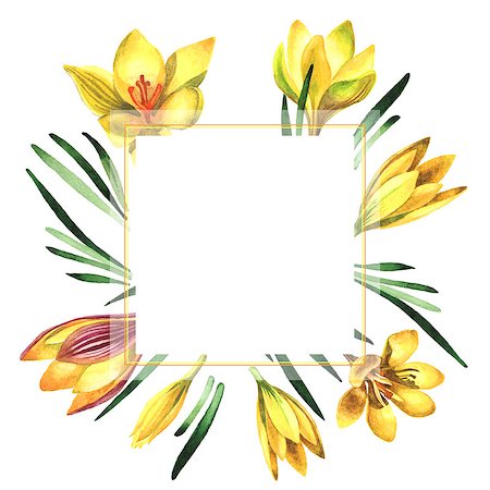simsearch:622-02354988,k - Wildflower rose crocuses frame in a watercolor style isolated. Full name of the plant: crocuses,saffron. Aquarelle wild flower for background, texture, wrapper pattern, frame or border. Stock Photo - Budget Royalty-Free & Subscription, Code: 400-08890223
