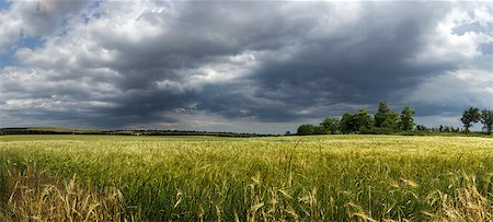 fogen (artist) - wheat field on a background of blue sky Stockbilder - Microstock & Abonnement, Bildnummer: 400-08890351