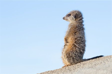 simsearch:400-05233768,k - Meerkat on guard duty, cute and furry Stock Photo - Budget Royalty-Free & Subscription, Code: 400-08890361