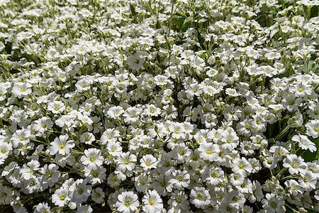 fogen (artist) - Wild white flowers on a sunny day. Shallow depth of field, top view Stockbilder - Microstock & Abonnement, Bildnummer: 400-08890475