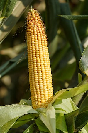 fogen (artist) - Fresh, yellow, juicy corn on the cob. Close-up Stockbilder - Microstock & Abonnement, Bildnummer: 400-08890478