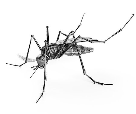 Black isolated mosquito. 3d rendering Stock Photo - Budget Royalty-Free & Subscription, Code: 400-08890562