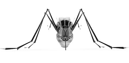 Black isolated mosquito. 3d rendering Stock Photo - Budget Royalty-Free & Subscription, Code: 400-08890563