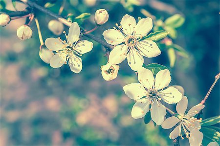 Blooming cherry flowers. Vintage soft toned effect Photographie de stock - Aubaine LD & Abonnement, Code: 400-08891057