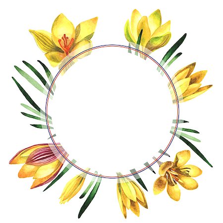simsearch:622-02354988,k - Wildflower rose crocuses frame in a watercolor style isolated. Full name of the plant: crocuses,saffron. Aquarelle wild flower for background, texture, wrapper pattern, frame or border. Stock Photo - Budget Royalty-Free & Subscription, Code: 400-08891058