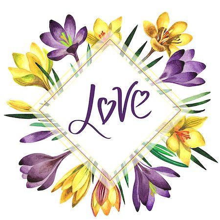 simsearch:622-02354988,k - Wildflower rose crocuses frame in a watercolor style isolated. Full name of the plant: crocuses,saffron. Aquarelle wild flower for background, texture, wrapper pattern, frame or border. Stock Photo - Budget Royalty-Free & Subscription, Code: 400-08891063
