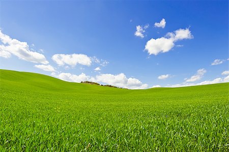 Green Sloping Meadows of Tuscany Stock Photo - Budget Royalty-Free & Subscription, Code: 400-08891403