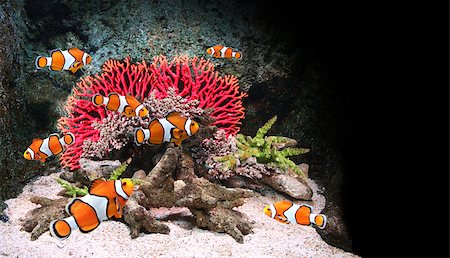 simsearch:400-07465453,k - Sea corals and clown fish in marine aquarium. On black background Photographie de stock - Aubaine LD & Abonnement, Code: 400-08891521