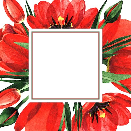 Wildflower tulip flower frame in a watercolor style isolated. Full name of the plant: red tulip. Aquarelle wild flower for background, texture, wrapper pattern, frame or border. Photographie de stock - Aubaine LD & Abonnement, Code: 400-08892726