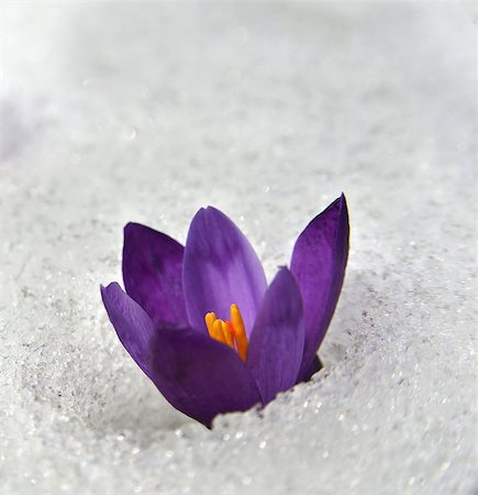 Violet crocus has struggled through the snow. People associate these bright flowers with spring. Stockbilder - Microstock & Abonnement, Bildnummer: 400-08893219