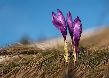 Sunlit violet crocuses (buds) with water drops against blue sky background. Stockbilder - Microstock & Abonnement, Bildnummer: 400-08893223