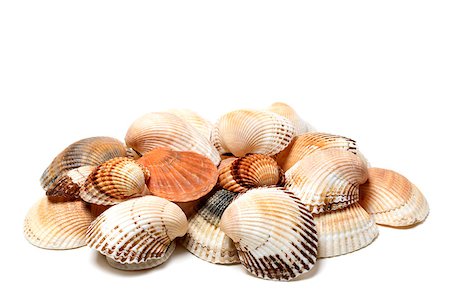 simsearch:400-04406446,k - Seashells of anadara and scallop isolated on white background Stock Photo - Budget Royalty-Free & Subscription, Code: 400-08893261