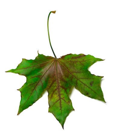 simsearch:851-02963822,k - Multicolor maple-leaf. Isolated on white background. Stockbilder - Microstock & Abonnement, Bildnummer: 400-08893560