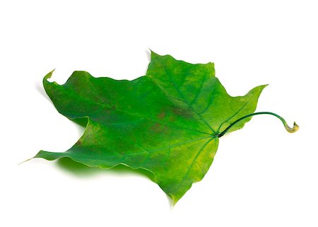 simsearch:851-02963822,k - Green maple leaf. Isolated on white background. Stockbilder - Microstock & Abonnement, Bildnummer: 400-08893575