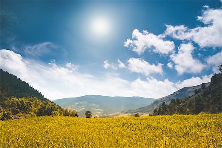 simsearch:400-07090796,k - Beautiful mountain landscape in the summer day. Yellow meadow, bue sky with clouds and sun. Nature background. Agriculture rice field in Nepal, trekking in Himalaya. Exploring beauty world Stock Photo - Budget Royalty-Free & Subscription, Code: 400-08893579
