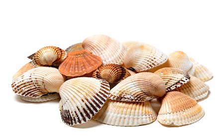 simsearch:400-04406446,k - Seashells of anadara and scallop. Isolated on white background. Stock Photo - Budget Royalty-Free & Subscription, Code: 400-08893573