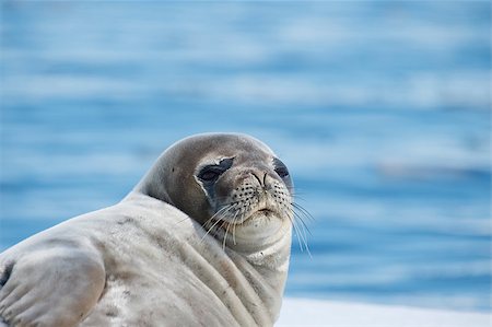 simsearch:400-08552921,k - Weddell Seal laying on the iceberg in Antarctica Stock Photo - Budget Royalty-Free & Subscription, Code: 400-08893589