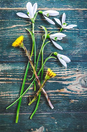 simsearch:6102-03750354,k - Spring flower snowdrop on old wooden blue board top view rustic style. Photographie de stock - Aubaine LD & Abonnement, Code: 400-08893739