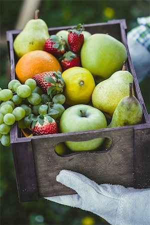 simsearch:400-08552542,k - Fresh fruit. Farmer with bowl of fruit.s. Fruit basket. Stock Photo - Budget Royalty-Free & Subscription, Code: 400-08900070