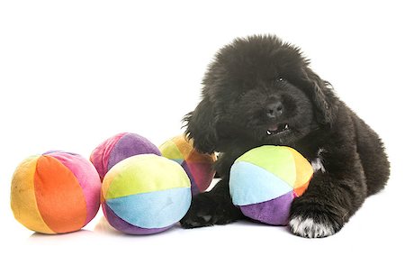 puppy newfoundland dog in front of white background Foto de stock - Super Valor sin royalties y Suscripción, Código: 400-08900168