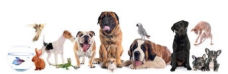 simsearch:400-07553145,k - group of pet in front of white background Foto de stock - Super Valor sin royalties y Suscripción, Código: 400-08900162