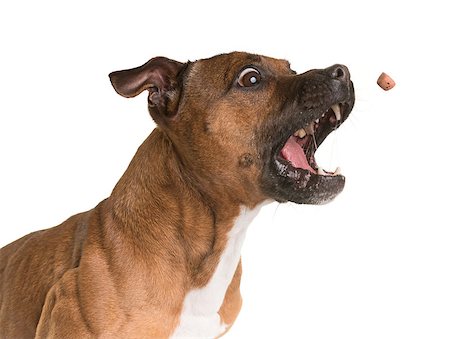 simsearch:400-06565923,k - staffordshire bull terrier in front of white background Photographie de stock - Aubaine LD & Abonnement, Code: 400-08900186