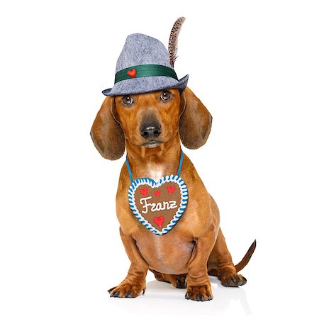 simsearch:400-08163219,k - bavarian dachshund or sausage  dog with  gingerbread and  mug  isolated on white background , ready for the beer celebration festival in munich, Photographie de stock - Aubaine LD & Abonnement, Code: 400-08900218