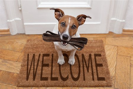 dog welcome mat - jack russell dog  waiting a the door at home with leather leash, ready to go for a walk with his owner Stock Photo - Budget Royalty-Free & Subscription, Code: 400-08900224