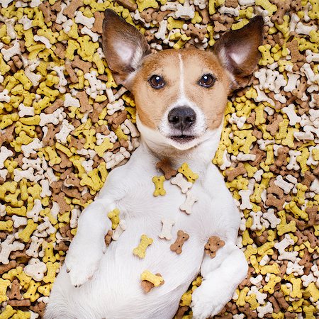simsearch:400-06927182,k - hungry jack russell dog inside a big mound or cluster of food , isolated on mountain of cookie bone  treats as background Stockbilder - Microstock & Abonnement, Bildnummer: 400-08900225