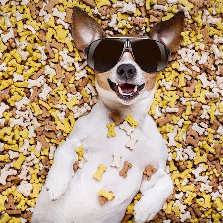 simsearch:400-06927182,k - hungry jack russell dog inside a big mound or cluster of food , isolated on mountain of cookie bone  treats as background, wearing cool sunglasses Stockbilder - Microstock & Abonnement, Bildnummer: 400-08900227