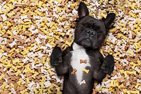 simsearch:400-06927182,k - hungry french bulldog dog inside a big mound or cluster of food , isolated on mountain of cookie bone  treats as background Stockbilder - Microstock & Abonnement, Bildnummer: 400-08900228