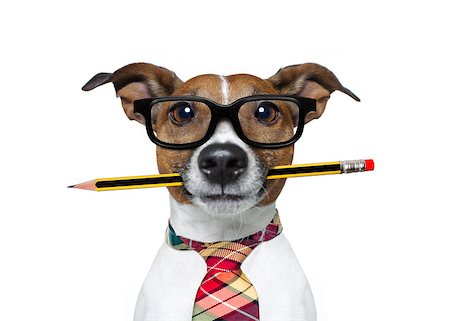 simsearch:400-08413217,k - jack russell dog with pencil or pen in mouth  wearing nerd glasses for work as a boss or secretary , isolated on white background Stock Photo - Budget Royalty-Free & Subscription, Code: 400-08900229