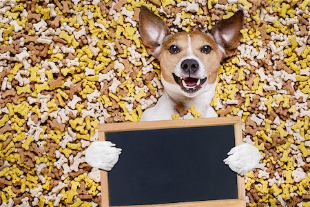 simsearch:400-06927182,k - hungry jack russell dog inside a big mound or cluster of food , isolated on mountain of cookie bone  treats as background,holding a blank empty blackboard  or placard Stockbilder - Microstock & Abonnement, Bildnummer: 400-08900222