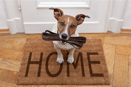 dog welcome mat - Jack russell dog  waiting a the door at home with leather leash, ready to go for a walk with his owner Stock Photo - Budget Royalty-Free & Subscription, Code: 400-08900223