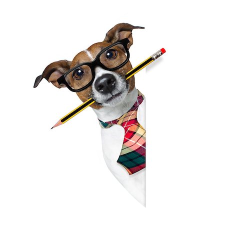 simsearch:400-08413217,k - jack russell dog with pencil or pen in mouth  wearing nerd glasses for work as a boss or secretary , isolated on white background, behind blank banner or placard Stock Photo - Budget Royalty-Free & Subscription, Code: 400-08900230