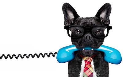 french bulldog office - french bulldog dog with glasses as secretary or operator with  old  dial telephone or retro classic phone, isolated on white background Stock Photo - Budget Royalty-Free & Subscription, Code: 400-08900232