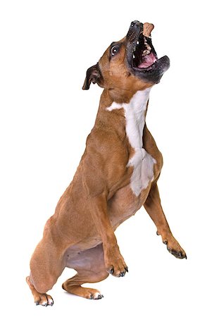simsearch:400-06565923,k - staffordshire bull terrier in front of white background Photographie de stock - Aubaine LD & Abonnement, Code: 400-08900307