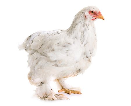 brahma chicken in front of white background Stock Photo - Budget Royalty-Free & Subscription, Code: 400-08900309